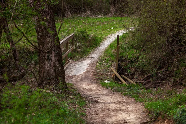 Trilha Caminhadas Pensou Que Floresta — Fotografia de Stock