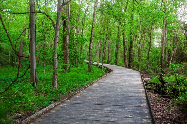 Caminho Terra Uma Ponte Madeira Floresta Com Árvores Verdes Exuberantes — Fotografia de Stock