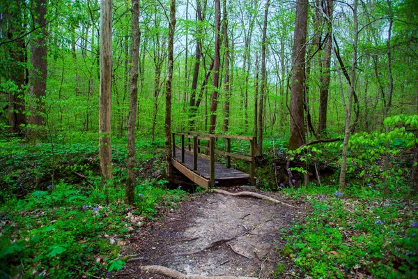 Chemin Terre Pont Bois Dans Forêt Avec Des Arbres Des — Photo