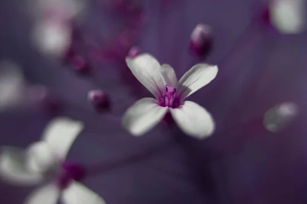 Flores Brancas Roxas Selvagens — Fotografia de Stock