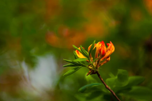 Flores Vermelhas Amarelas Florescendo Primavera — Fotografia de Stock