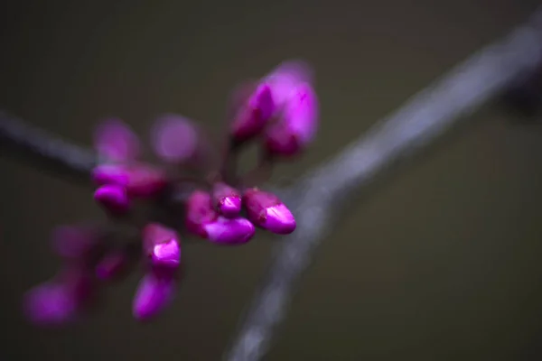 Violetti Punapuu Kukkii Keväällä — kuvapankkivalokuva