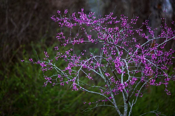 Purpurrotknospen Blühen Frühling — Stockfoto