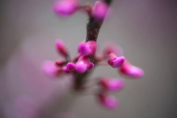 Redbud Roxo Árvores Florescendo Primavera — Fotografia de Stock