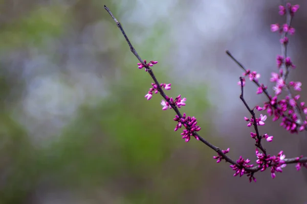 Lila Rödknopsträd Blommar Våren — Stockfoto