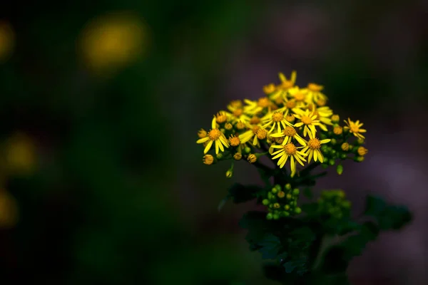Amarelo Rosinweed Florescendo Primavera — Fotografia de Stock
