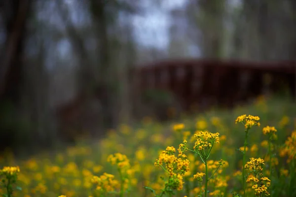 Amarelo Rosinweed Florescendo Primavera Com Uma Ponte Fundo — Fotografia de Stock