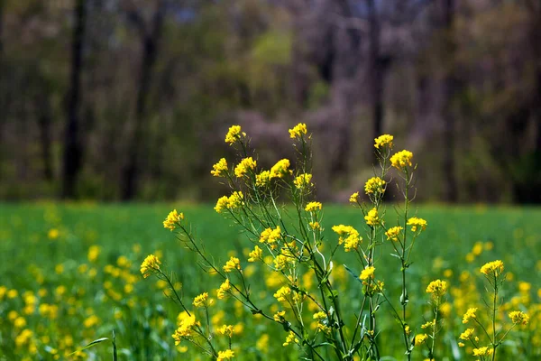 Rosinweed Florescendo Primavera — Fotografia de Stock
