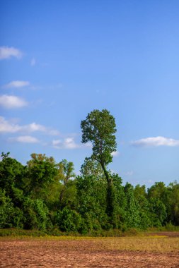 Yeşil ağaçlar ve kırsaldaki bir tarlada uzun bir ağaç.  