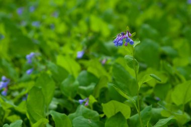 Mertensiya Virjinya, Virginia Bluebell, ilkbaharda çiçek açıyor.