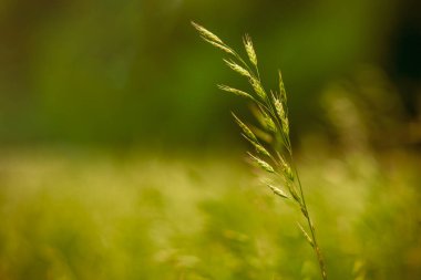 Çayırdaki buğday otlarının güçlü bir tarla derinliği olan yakın çekim makro fotoğrafı ve bulanık bokeh.