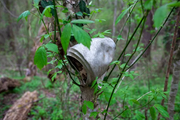 stock image Old water pitcher left rusting away in a tree.