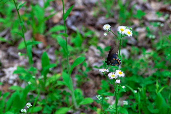 Atterrissage Papillon Sur Fleurs Blanches — Photo