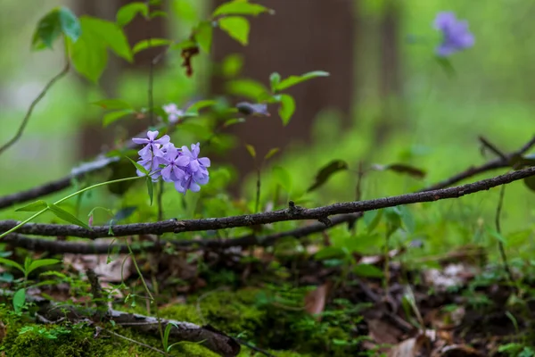 Blauwe Maan Wild Blue Phlox Woodland Phlox Sweet William Blue — Stockfoto