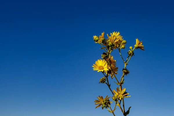 Perspectiva Ascendente Flores Amarelas Sol Céu Azul Shelby Farms Park — Fotografia de Stock