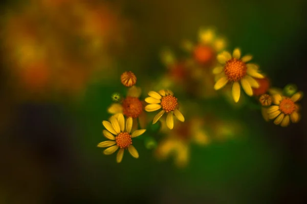 Żółty Rosinweed Kwitnący Wiosnę — Zdjęcie stockowe
