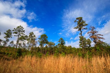 Küçük çam ağaçları ormanlık alanda yeniden ağaçlandırma çabası içinde büyümeye başlar. Arkansas 'taki Ozark Dağları' nda Dover Lights yakınlarında..