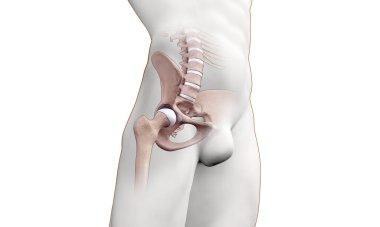 İnsan vücudunun leğen kemiği bölgesinin tıbbi çizimi