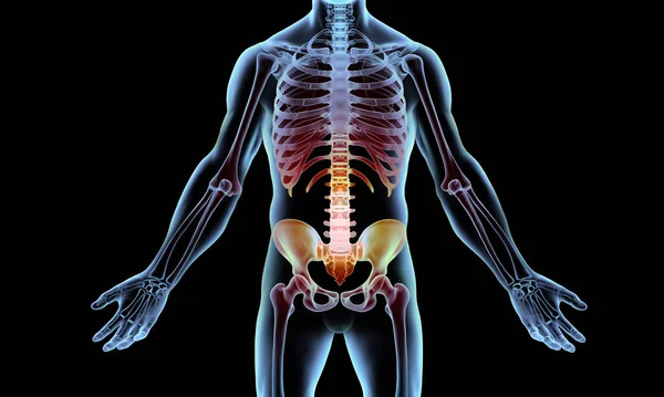 Gerenderte Illustration Eines Menschlichen Skeletts Mit Beckenschmerzen — Stockfoto