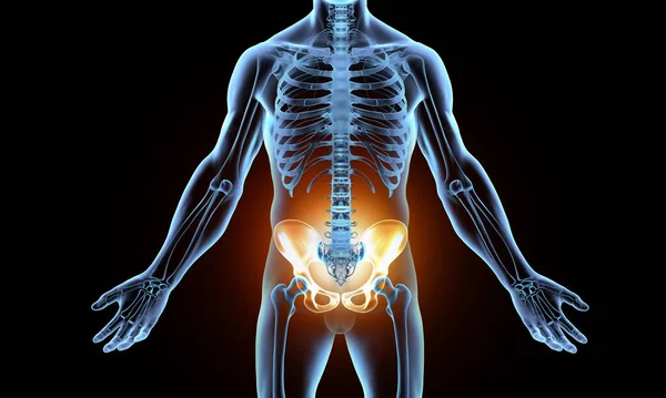 Schmerz Becken Menschlichen Skelett — Stockfoto