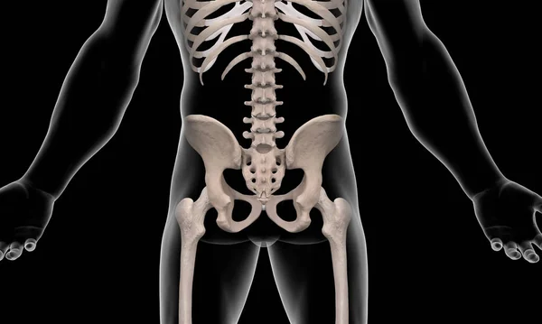 黒い背景を持つX線ボディ上のペルビッチの骨格のバックビュー — ストック写真