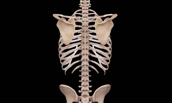 Vue Arrière Squelette Sur Fond Noir — Photo