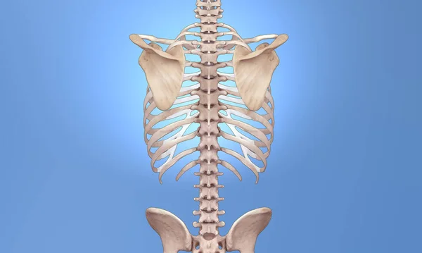 Back skeleton view on blue background