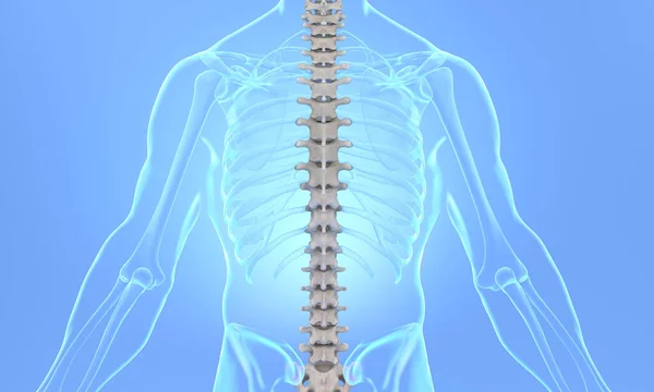 Spine back view on x-ray body with blue background
