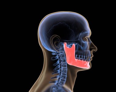 X-ray kafatasının kırmızı çeneli 3D medikal canlandırması