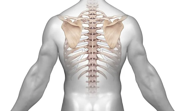 Skelett Schulterrückansicht Auf Weißem Hintergrund — Stockfoto