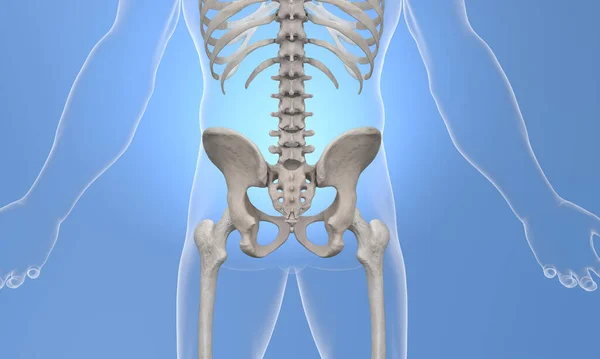 Pelvic skeleton back view on x-ray body