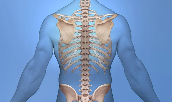背侧解剖肩部观点肩胛骨细节 — 图库照片