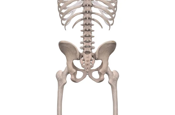Skelett Becken Rückansicht Auf Weißem Hintergrund — Stockfoto