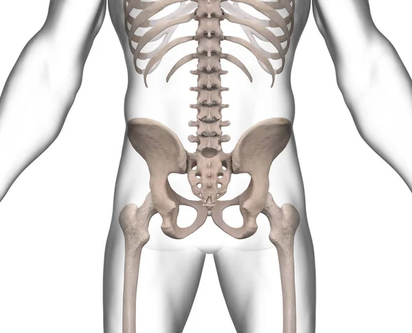Becken Skelett Röntgen Auf Weißem Hintergrund — Stockfoto