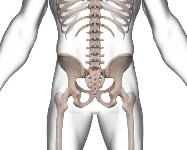Pelvic skeleton x-ray on white background