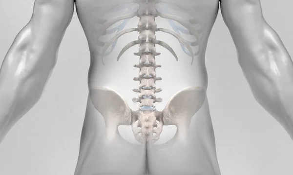 Rückenwirbelsäule Blick Auf Körper Weißen Hintergrund — Stockfoto
