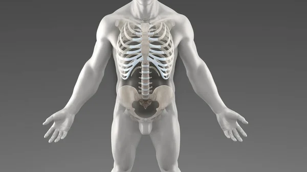 人体肋骨笼的前视图 — 图库照片