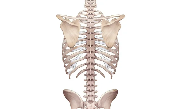 Skeleton Pelvic Back View White Background — Stock Photo, Image