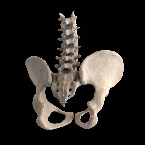 Posterior Pelvic Spine Region Black Background — Stock Photo, Image
