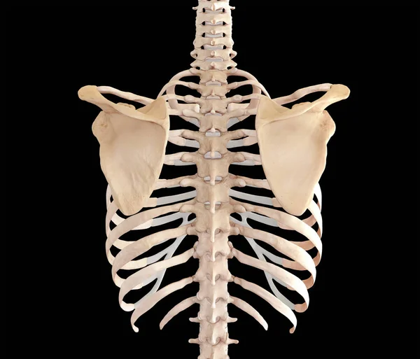 Upper torso posterior view of back skeletal frame on black background
