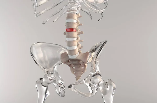 Obszar Lędźwiowy Kości Anatomicznych Szkieletu Ludzkiego — Zdjęcie stockowe