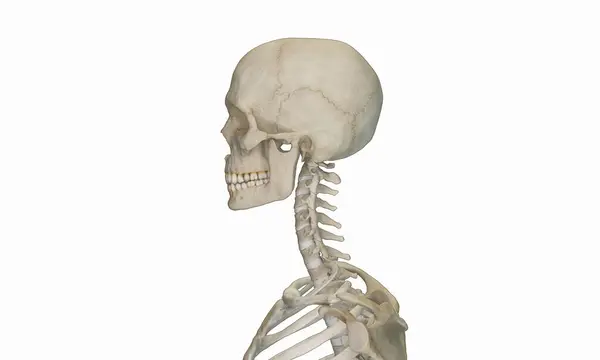 Vista Lateral Sección Cervical Columna Vertebral Cráneo — Foto de Stock