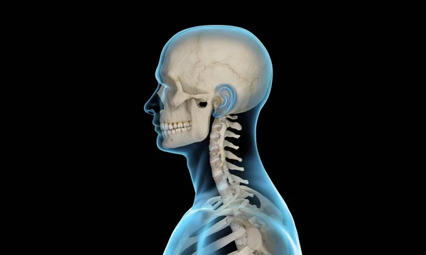 脊椎とクラニウムの子宮頸部セクションのサイドビュー — ストック写真
