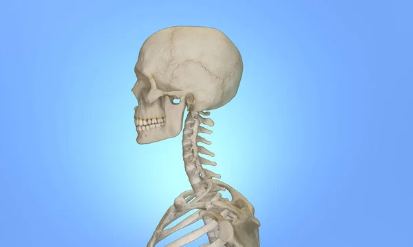 Side view of cervical section of spine and cranium