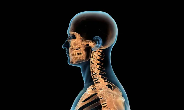 Side view of cervical section of spine