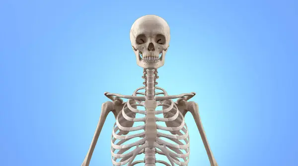 Ιατρική Απεικόνιση Της Όρασης Του Ανθρώπινου Σκελετού Στον Άνω Κορμό Εικόνα Αρχείου