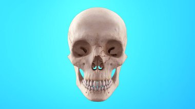 Göz çukuru kırığı olan insan iskeleti