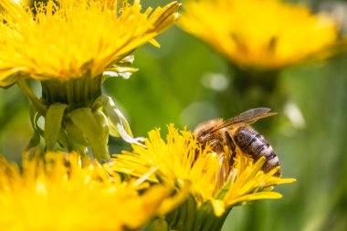 Çiçekteki arı. Avusturya 'da güneşli bir günde, sarı bir çiçekte polen toplayan bir bal arısının yakınına.