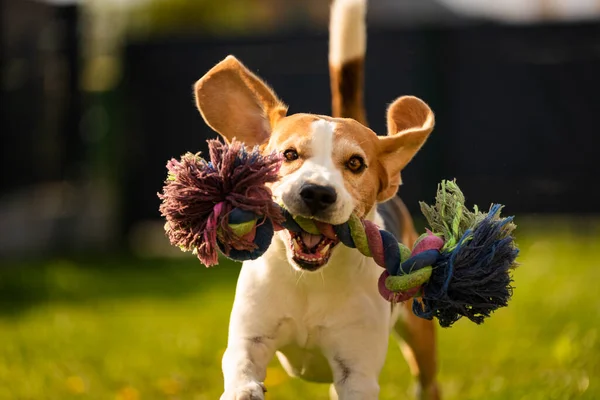 Dog run, beagle dog jumping having fun in the garden. Dog training