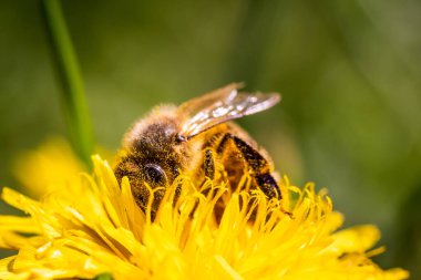 Bal arısı karahindiba çiçeğinden nektar toplayan sarı polenlerle kaplıdır. Çevre ekolojisi sürdürülebilirliği için önemli.